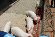 Piggery project